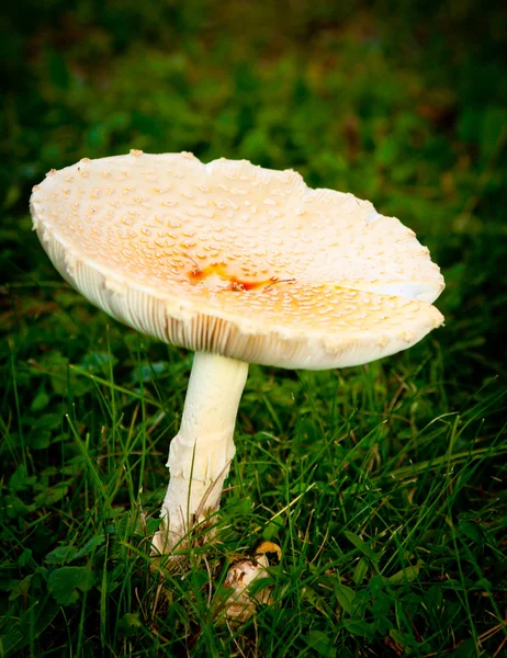 Champignon unique — Photo