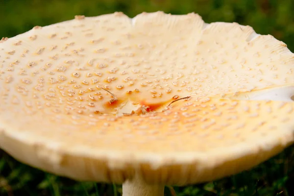 Wild Mushroom Close Up — Stock Photo, Image