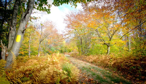 Fall kleuren op de trail — Stockfoto