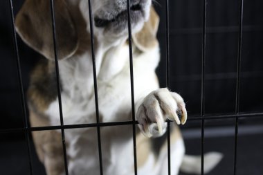 Beagle pawing kafes