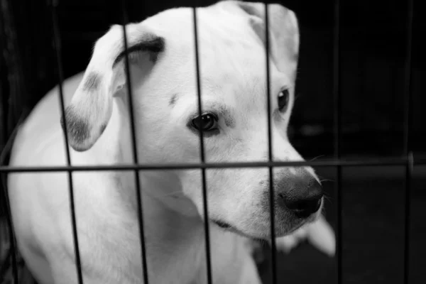 Cão solitário em uma gaiola — Fotografia de Stock