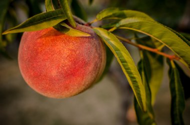 Şeftali yeşil yaprakları ile bir şeftali ağacı üzerinde