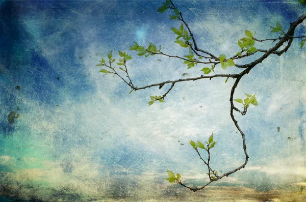 Гілка дерева над текстурованим небом — стокове фото