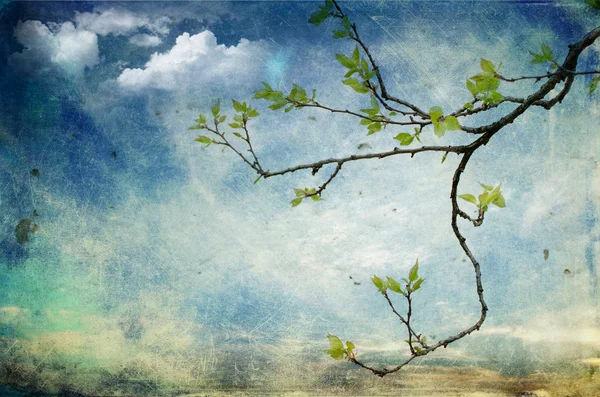 Tree branch over textured sky — Stock Photo, Image