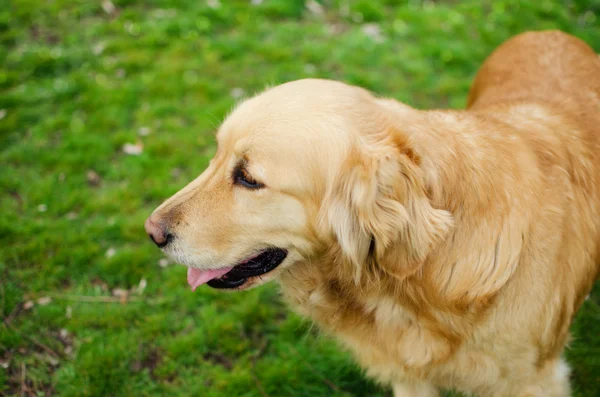 Gouden retriever — Stockfoto