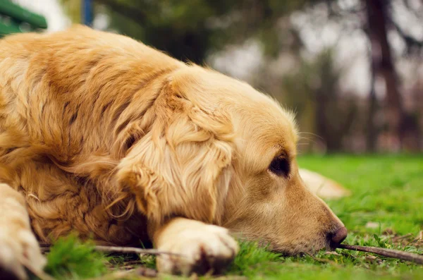 Golden Retriever dog lying down in a meadow on a sunny summer's — Stock Photo, Image