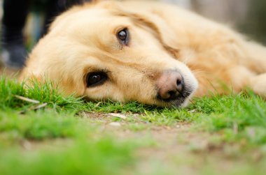 Kameraya bakarak kendi tarafında retriever köpek yalan