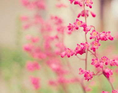 güzel pastel çiçek sınır güzel bulanık arka plan (SHA