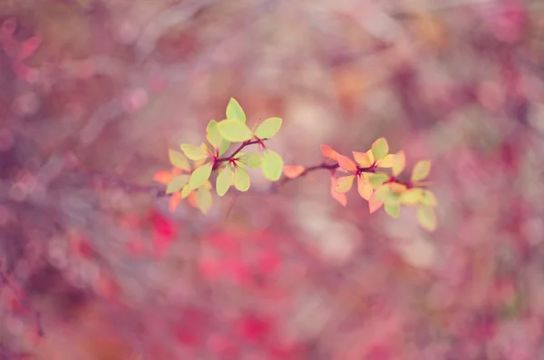 Mooie pastel floral grens mooie wazig achtergrond (sha — Stockfoto