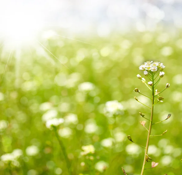 Primavera o verano resumen temporada naturaleza fondo con hierba un —  Fotos de Stock