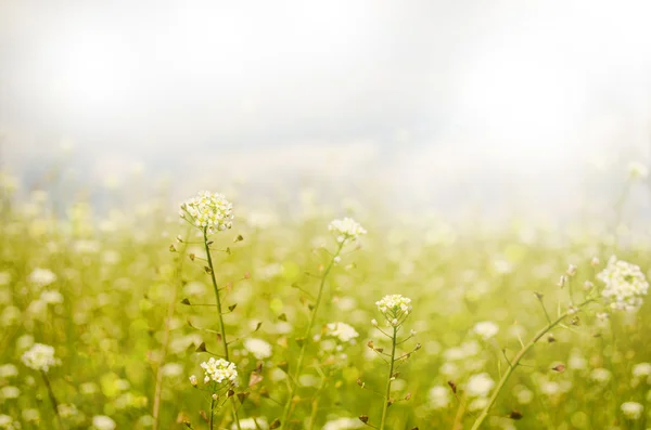 Pequenas flores de primavera com profundidade rasa de campo — Fotografia de Stock