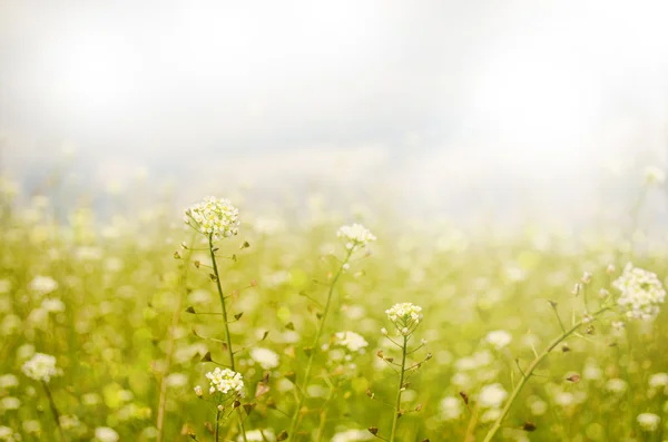 Små vårblommor med kort skärpedjup — Stockfoto