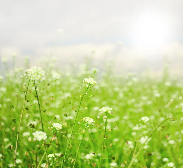Pequenas flores de primavera com profundidade rasa de campo — Fotografia de Stock
