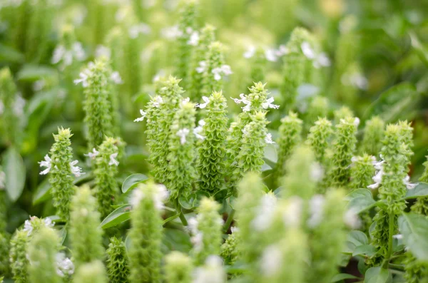 정원에서 신선한 바 질 (thulsi) 꽃 식물 — 스톡 사진