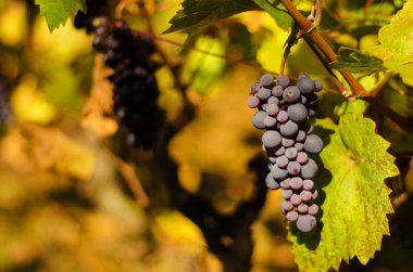 Ripe grapes in fall clipart