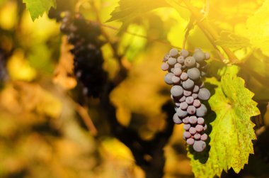 sonbaharda olgunlaşmış üzümler