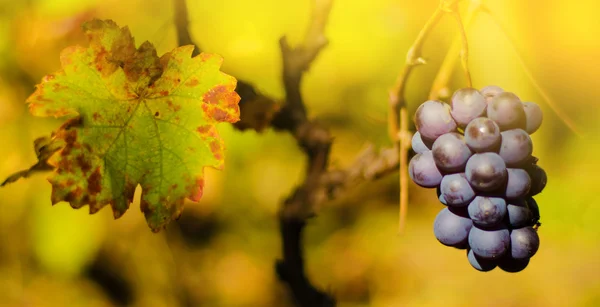 Ripe grapes in fall — Stock Photo, Image