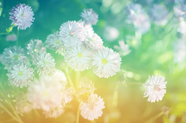 Квітковий фон. Красиві квіти з кольоровими фільтрами — стокове фото
