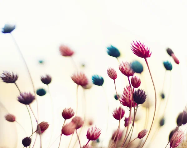 Fundo abstrato da flor, flores desfocadas em movimento — Fotografia de Stock