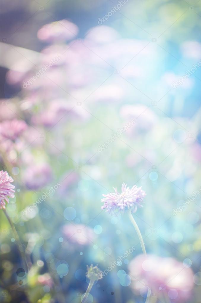 Wild  Flowers Blooming. Closeup Image. Soft Focus. flower backgr