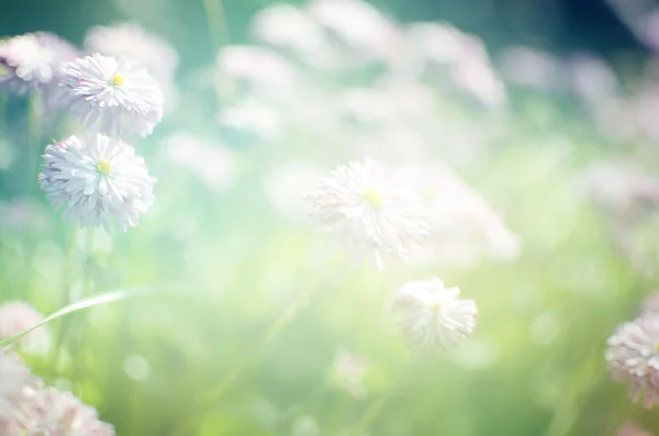 Bloem achtergrond. mooie bloemen gemaakt met kleur filters — Stockfoto