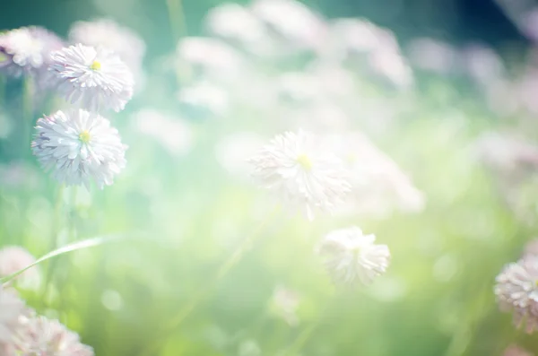 Flower background. beautiful flowers made with color filters — Stock Photo, Image