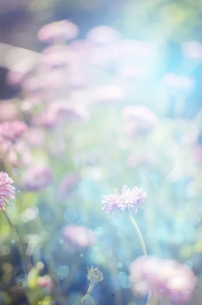 Fleurs sauvages en fleurs. Image rapprochée. Soft Focus. fleur backgr — Photo