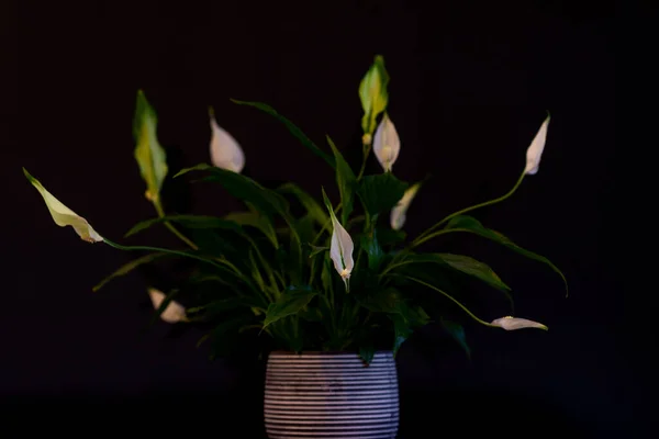 Friedenslilie Blume Spatifilum Lat Spathiphyllum Pflanze Dekorativen Topf Vor Schwarzem — Stockfoto