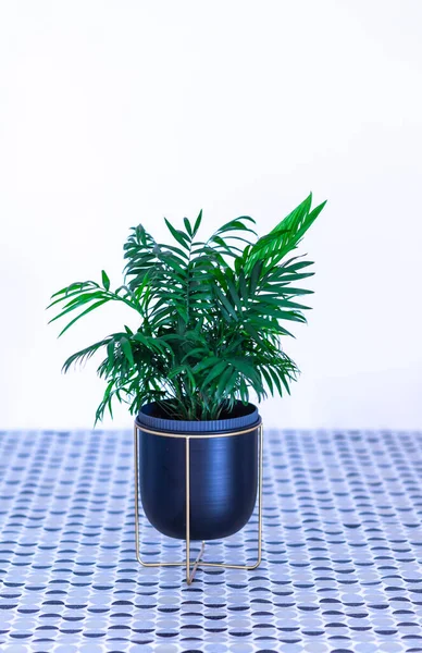 Areca Lat Areca Palmiye Ailesine Arecaceae Ait Bir Bitki Cinsidir — Stok fotoğraf