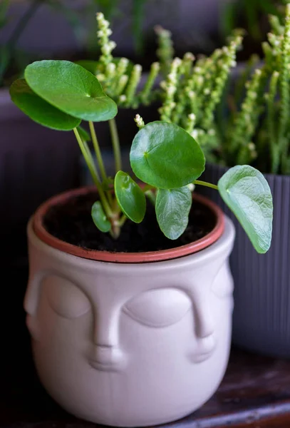 Pilea Peperomioides Pianta Monetaria Cinese Pianta Missionaria — Foto Stock