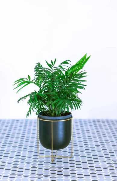 Areca Lat Areca Género Plantas Con Flores Perteneciente Familia Arecaceae — Foto de Stock