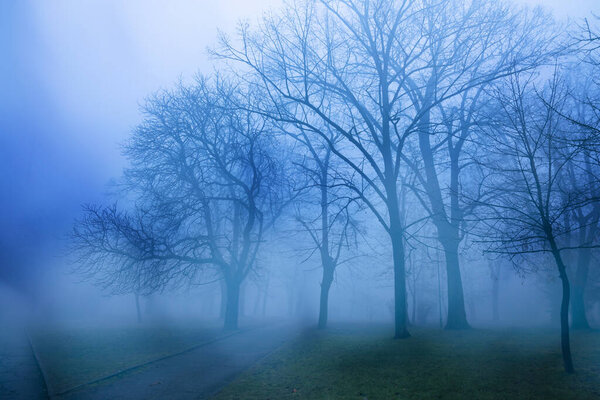 Мистический туманный лес поздней осенью. Таинственный лес фей. Мистическая атмосфера. Паранормальный другой мир. Тёмный страшный парк с жутким светом. В городской парк. Природный парк.