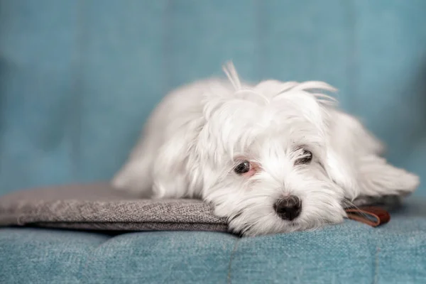 かわいい白いマルタの子犬の肖像画 — ストック写真