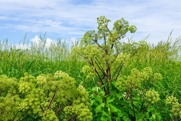 Baltische Kust Weide Close Met Riet Andere Planten Een Achtergrond — Stockfoto