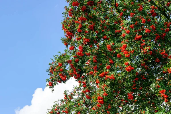 Reife Beeren Von Roter Eberesche Auf Zweigen Mit Grünen Blättern — Stockfoto
