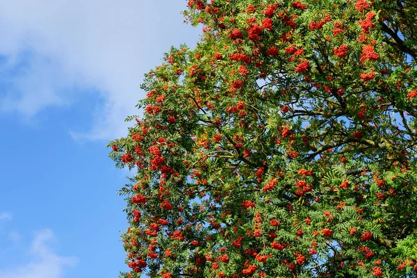 Zralé Bobule Červeného Horského Popela Větvích Zelenými Listy Proti Modré — Stock fotografie