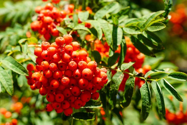 Bunch Ripe Berries Red Mountain Ash Branch Green Leaves — Stock Photo, Image