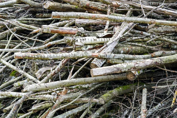 Grande Pile Branches Ressources Renouvelables Pour Production Copeaux Granulés Pour — Photo