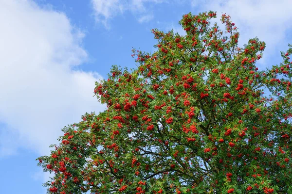Zralé Bobule Červeného Horského Popela Větvích Zelenými Listy Proti Modré — Stock fotografie
