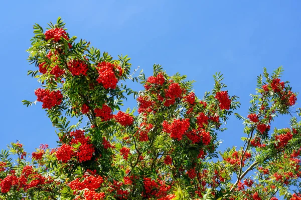 Bunches Ripe Berries Red Mountain Ash Branch Green Leaves Blue — Stock Photo, Image