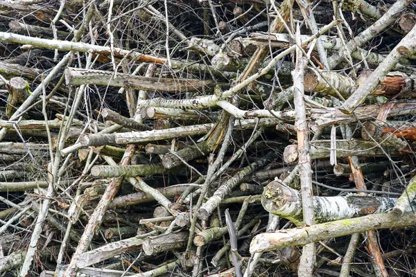 大堆树枝 可再生资源 用于芯片和球团生产 用于生态加热 — 图库照片