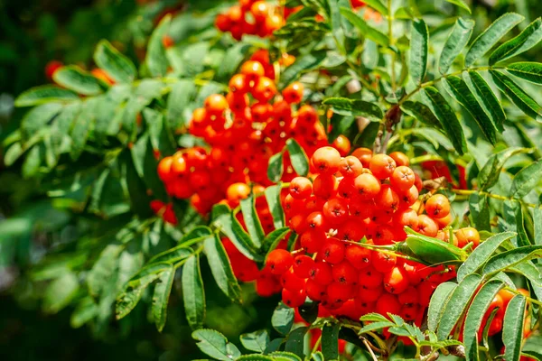 Bunch Ripe Berries Red Mountain Ash Branch Green Leaves — Stock Photo, Image