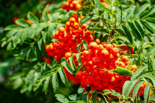 Bunch Med Mogna Bär Röd Rönn Gren Med Gröna Blad — Stockfoto