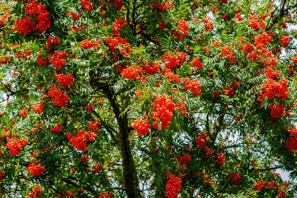 Bunches Ripe Berries Red Mountain Ash Branch Green Leaves — Stock Photo, Image