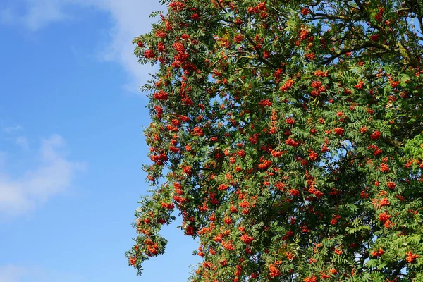 青い空に緑の葉を持つ枝に赤い山灰の熟した果実 — ストック写真