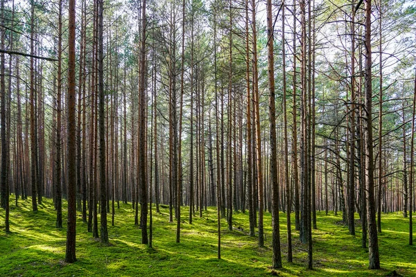 new forest with thin, long pine trunks and green moss in the sunlight