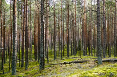 İnce, uzun çam gövdeleri ve güneş ışığında yeşil yosunları olan yeni bir orman.