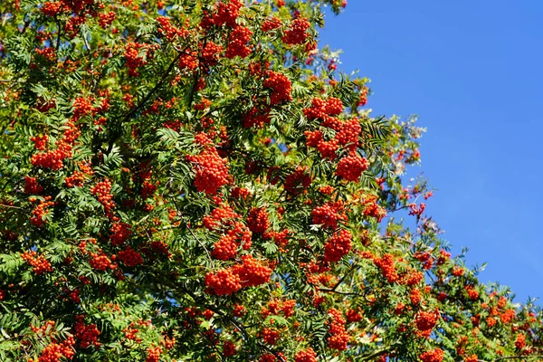 Bunches Ripe Berries Red Mountain Ash Branch Green Leaves Blue — Stock Photo, Image