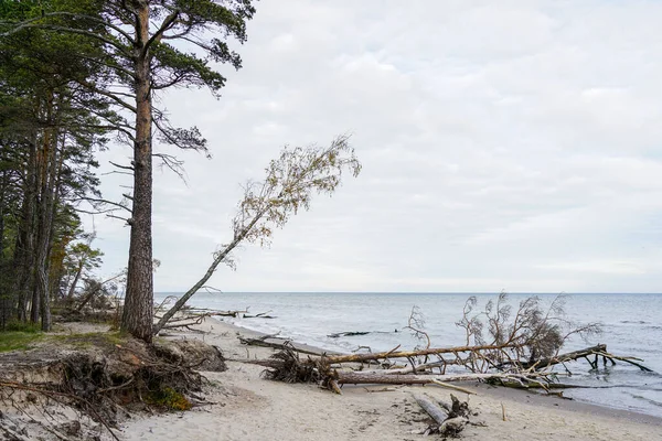 Άγρια Ακτή Της Βαλτικής Θάλασσας Τοπίο Κυματοειδείς Ρίζες Δέντρων Και — Φωτογραφία Αρχείου