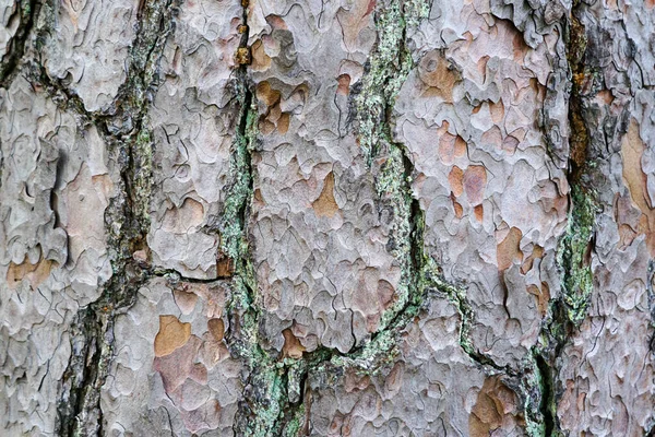 Detailní Pohled Hnědou Popraskanou Kůru Starého Tlustého Borového Kmene — Stock fotografie